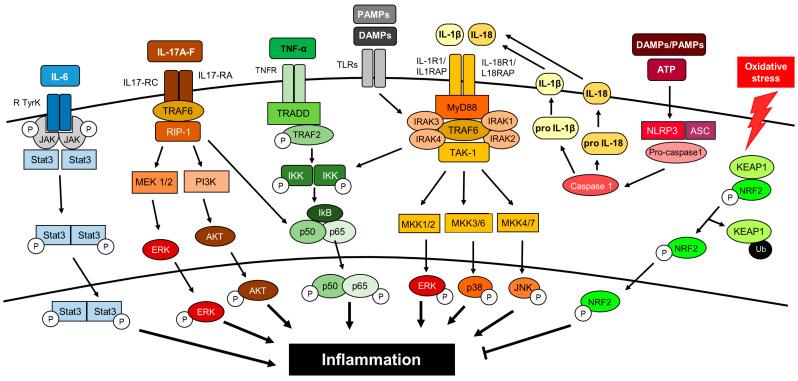 https://cdn.ncbi.nlm.nih.gov/pmc/blobs/e556/7312633/cf684ac98392/ijms-21-03798-g002.jpg