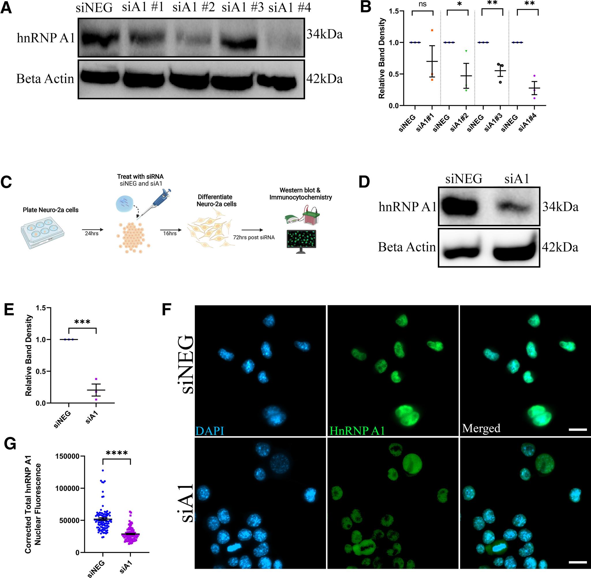 https://cdn.ncbi.nlm.nih.gov/pmc/blobs/e556/8607908/eb45d9967b8d/ENEURO.0350-21.2021_f001.jpg