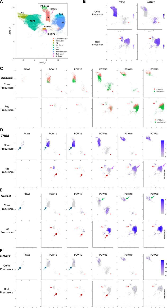 https://cdn.ncbi.nlm.nih.gov/pmc/blobs/e560/12327943/1c9b28119f6e/elife-101918-fig5-figsupp3.jpg