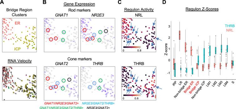 https://cdn.ncbi.nlm.nih.gov/pmc/blobs/e560/12327943/632a51fd0c38/elife-101918-fig6.jpg