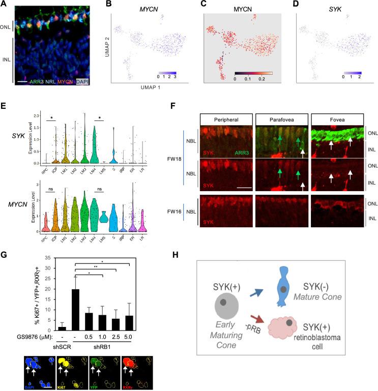https://cdn.ncbi.nlm.nih.gov/pmc/blobs/e560/12327943/6cd7c8ffc44e/elife-101918-fig10.jpg