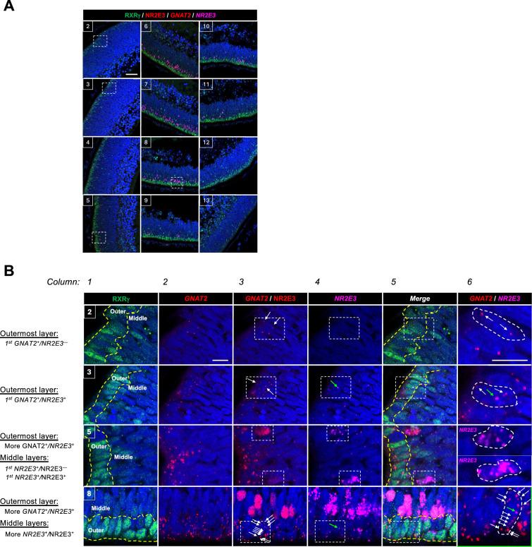 https://cdn.ncbi.nlm.nih.gov/pmc/blobs/e560/12327943/9401e805c5b2/elife-101918-fig7-figsupp1.jpg