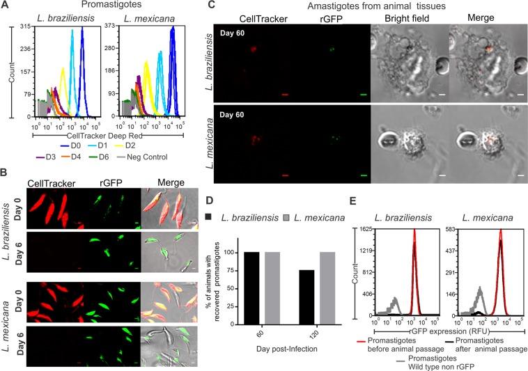 https://cdn.ncbi.nlm.nih.gov/pmc/blobs/e565/6908629/fdb5e9323b21/41598_2019_55486_Fig5_HTML.jpg