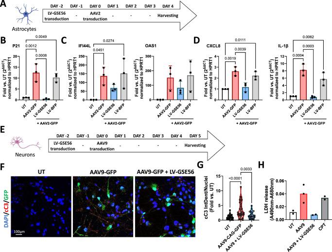 https://cdn.ncbi.nlm.nih.gov/pmc/blobs/e566/12008376/17182d0f5b78/41467_2025_58778_Fig8_HTML.jpg