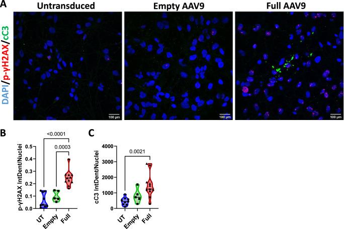 https://cdn.ncbi.nlm.nih.gov/pmc/blobs/e566/12008376/1c809b5f16de/41467_2025_58778_Fig2_HTML.jpg