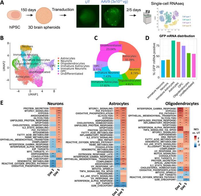 https://cdn.ncbi.nlm.nih.gov/pmc/blobs/e566/12008376/5ed2ba855c8d/41467_2025_58778_Fig4_HTML.jpg