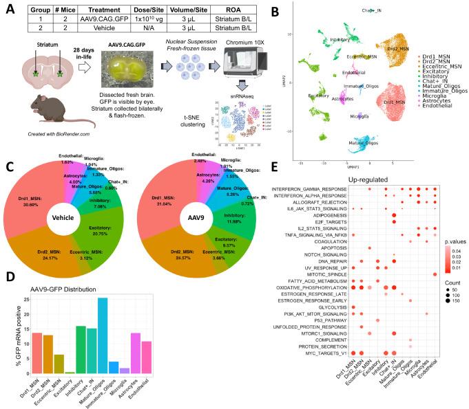 https://cdn.ncbi.nlm.nih.gov/pmc/blobs/e566/12008376/95508235da94/41467_2025_58778_Fig6_HTML.jpg