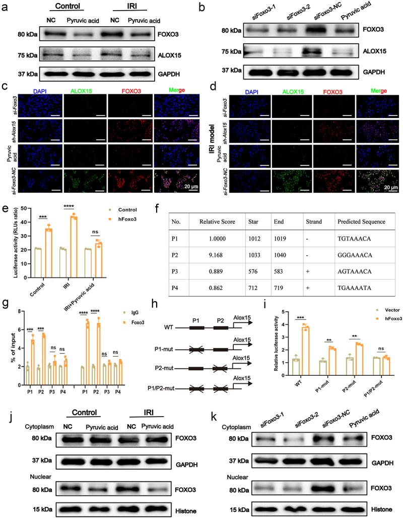 https://cdn.ncbi.nlm.nih.gov/pmc/blobs/e568/11784649/38b3e73af3df/KGMI_A_2460543_F0006_OC.jpg