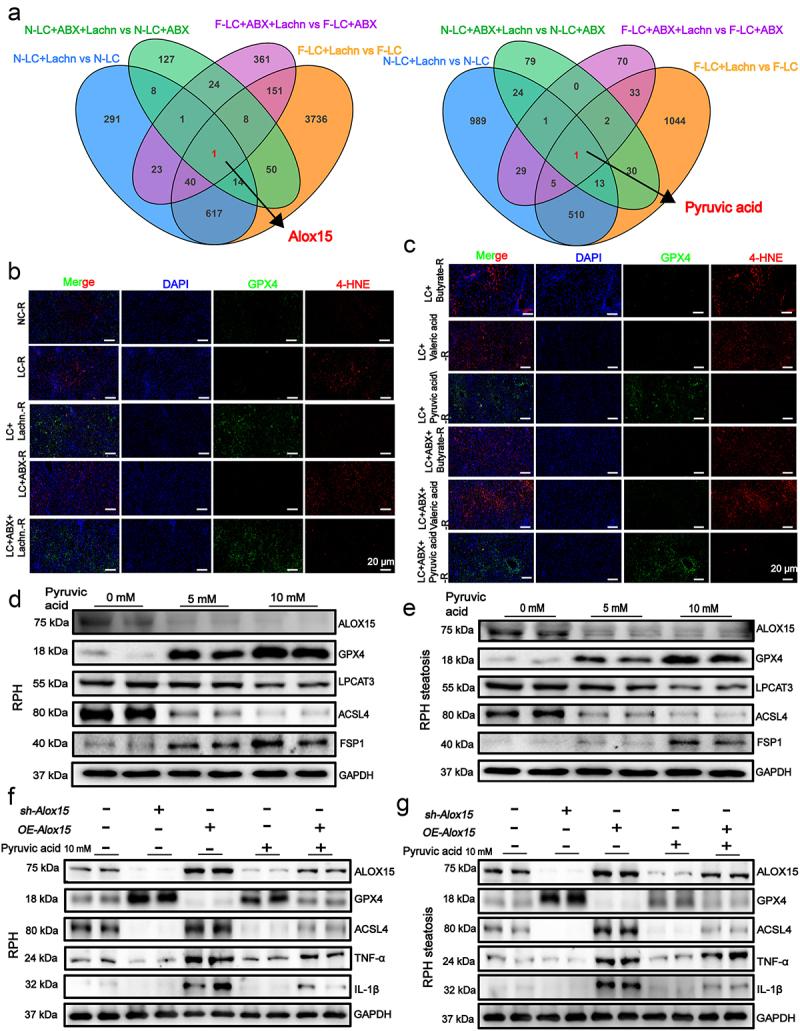 https://cdn.ncbi.nlm.nih.gov/pmc/blobs/e568/11784649/3d15fea07378/KGMI_A_2460543_F0005_OC.jpg