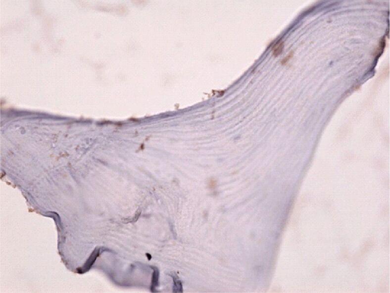 https://cdn.ncbi.nlm.nih.gov/pmc/blobs/e568/8343594/0a5af25fbadf/RJME-61-4-1249-fig8.jpg
