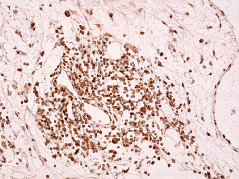 https://cdn.ncbi.nlm.nih.gov/pmc/blobs/e568/8343594/8ce448304851/RJME-61-4-1249-fig19.jpg