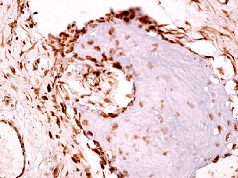 https://cdn.ncbi.nlm.nih.gov/pmc/blobs/e568/8343594/a2258f5a999c/RJME-61-4-1249-fig9.jpg