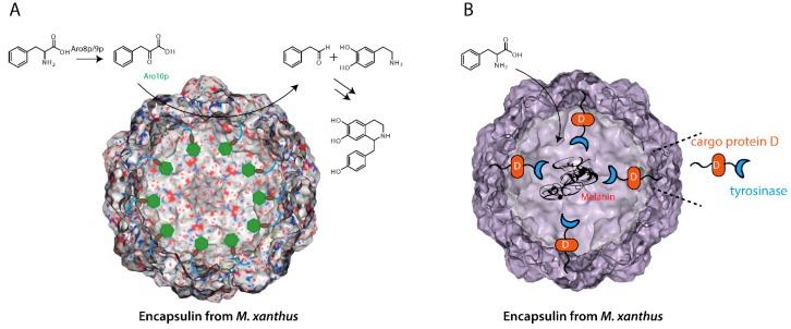 https://cdn.ncbi.nlm.nih.gov/pmc/blobs/e572/6387247/44dea7aec2a7/ijms-20-00592-g003.jpg
