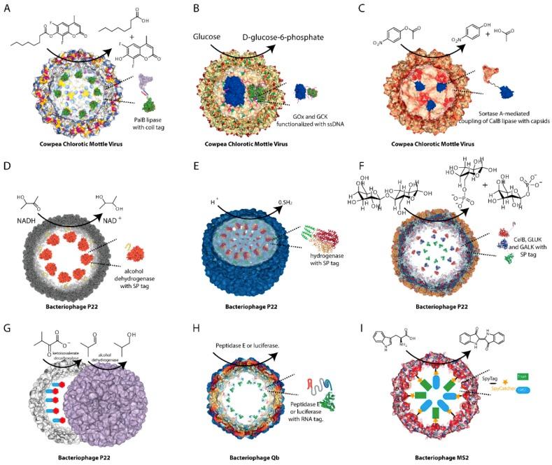 https://cdn.ncbi.nlm.nih.gov/pmc/blobs/e572/6387247/b5f1c7c67509/ijms-20-00592-g002.jpg