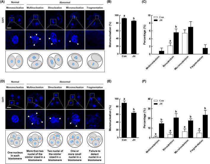 https://cdn.ncbi.nlm.nih.gov/pmc/blobs/e573/11294417/072f22cbdb8d/CPR-57-e13626-g005.jpg