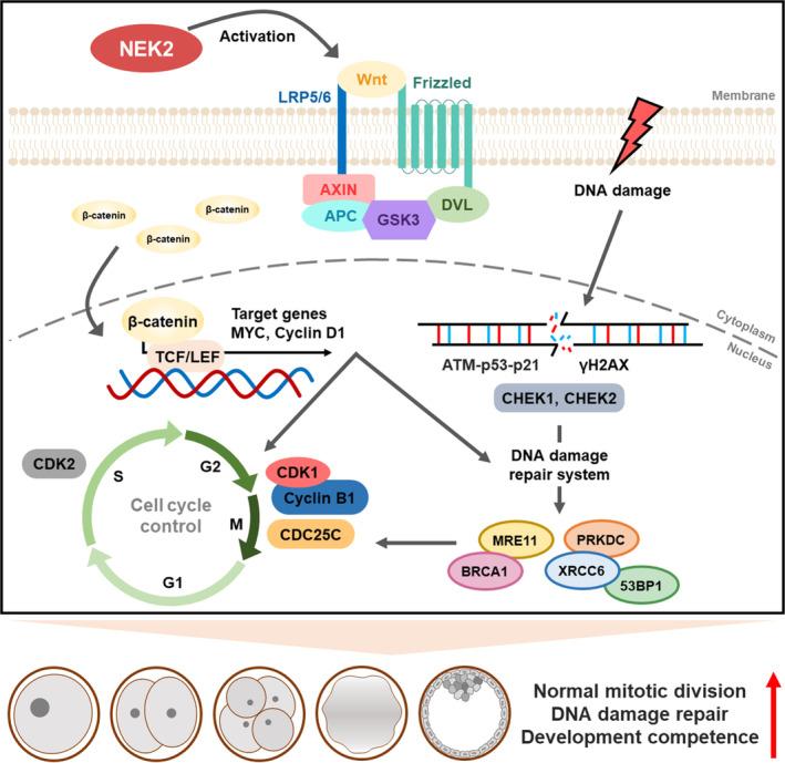 https://cdn.ncbi.nlm.nih.gov/pmc/blobs/e573/11294417/20e00d4fc4de/CPR-57-e13626-g002.jpg
