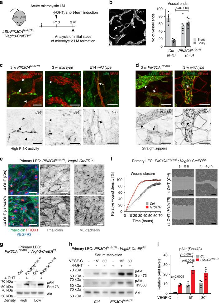 https://cdn.ncbi.nlm.nih.gov/pmc/blobs/e573/7280302/1f7c6b0044c4/41467_2020_16496_Fig3_HTML.jpg