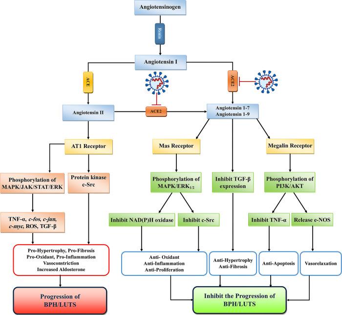 https://cdn.ncbi.nlm.nih.gov/pmc/blobs/e574/8129694/7bb52fc730f0/41391_2021_388_Fig2_HTML.jpg