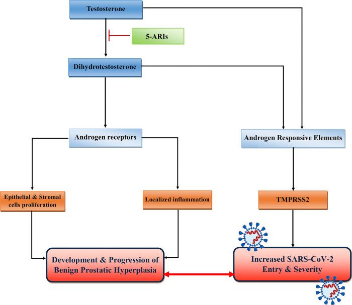 https://cdn.ncbi.nlm.nih.gov/pmc/blobs/e574/8129694/f72a61c7e81e/41391_2021_388_Fig3_HTML.jpg