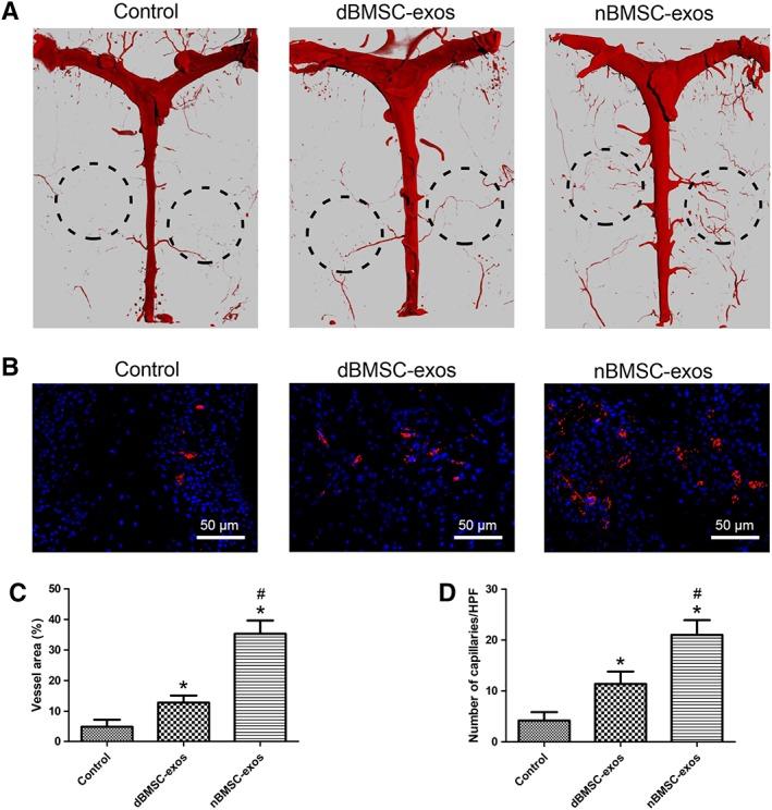 https://cdn.ncbi.nlm.nih.gov/pmc/blobs/e575/6525563/36d29a57e59c/SCT3-8-593-g007.jpg