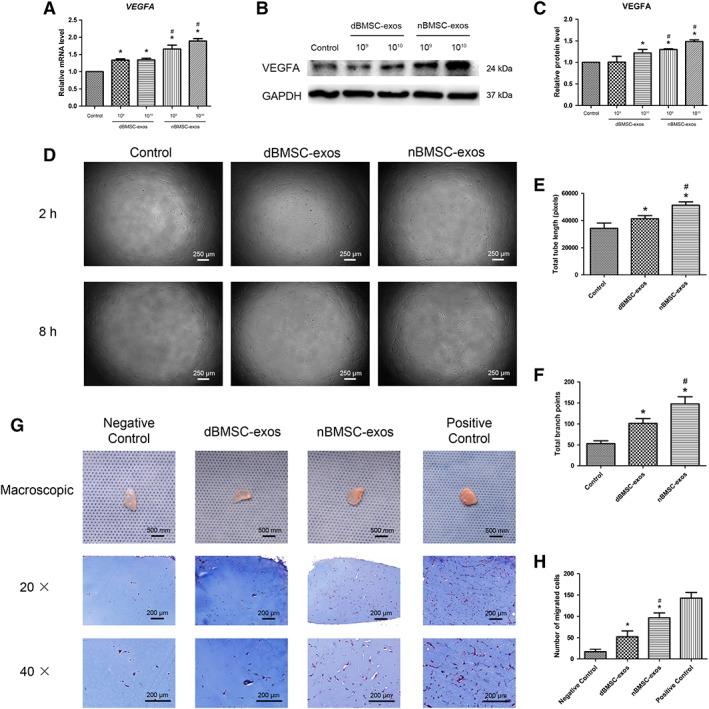 https://cdn.ncbi.nlm.nih.gov/pmc/blobs/e575/6525563/bd913c24ca86/SCT3-8-593-g005.jpg