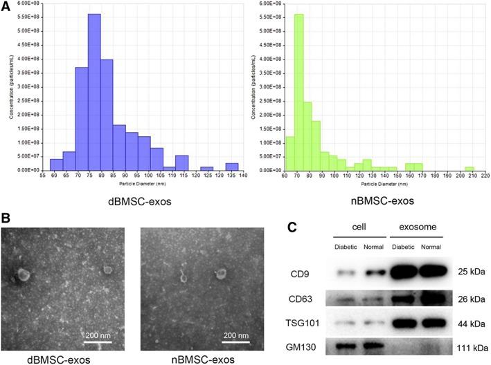 https://cdn.ncbi.nlm.nih.gov/pmc/blobs/e575/6525563/e565a5d270cd/SCT3-8-593-g001.jpg