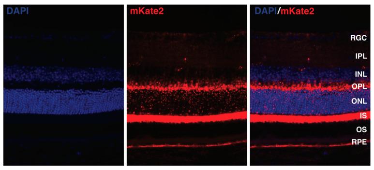 https://cdn.ncbi.nlm.nih.gov/pmc/blobs/e577/11354650/089a85956656/ijms-25-08626-g002.jpg