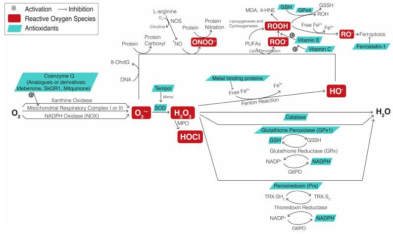 https://cdn.ncbi.nlm.nih.gov/pmc/blobs/e577/11354650/52c5de79598c/ijms-25-08626-g004.jpg
