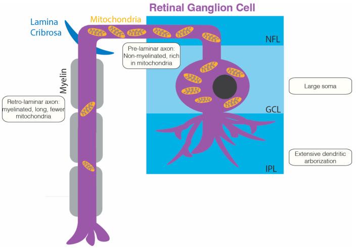 https://cdn.ncbi.nlm.nih.gov/pmc/blobs/e577/11354650/c2ae3d9146ae/ijms-25-08626-g001.jpg