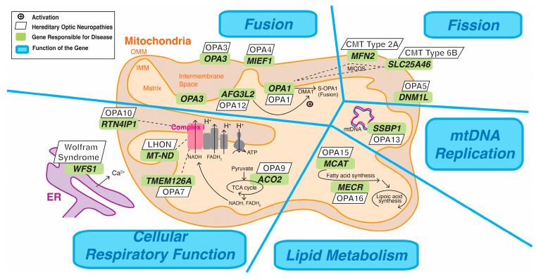 https://cdn.ncbi.nlm.nih.gov/pmc/blobs/e577/11354650/d172c8d25237/ijms-25-08626-g003.jpg