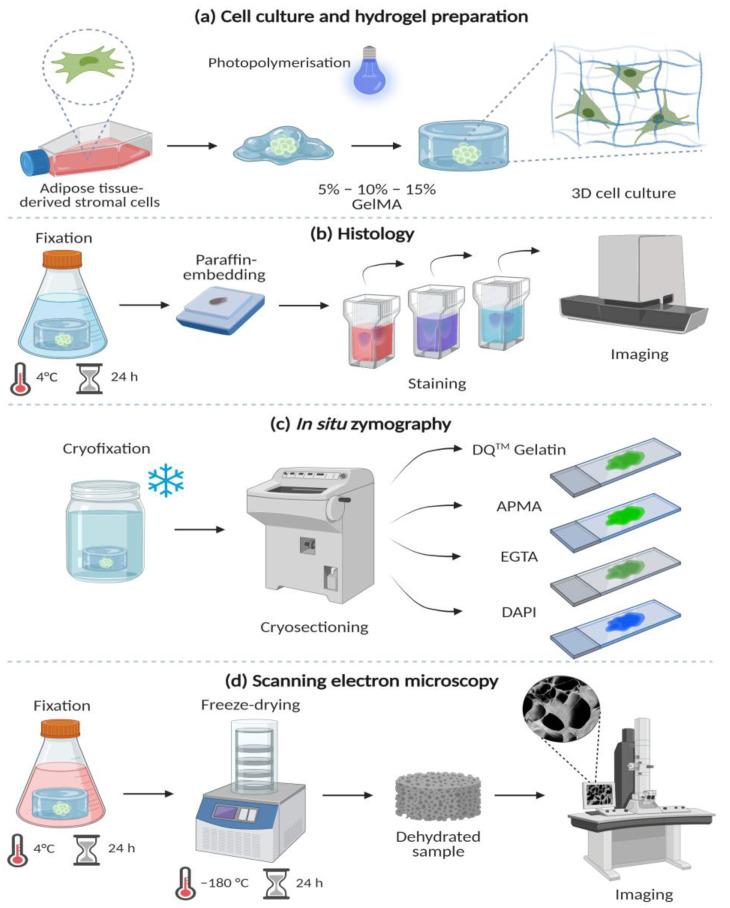 https://cdn.ncbi.nlm.nih.gov/pmc/blobs/e579/9332414/08b82107138b/bioengineering-09-00340-g001.jpg