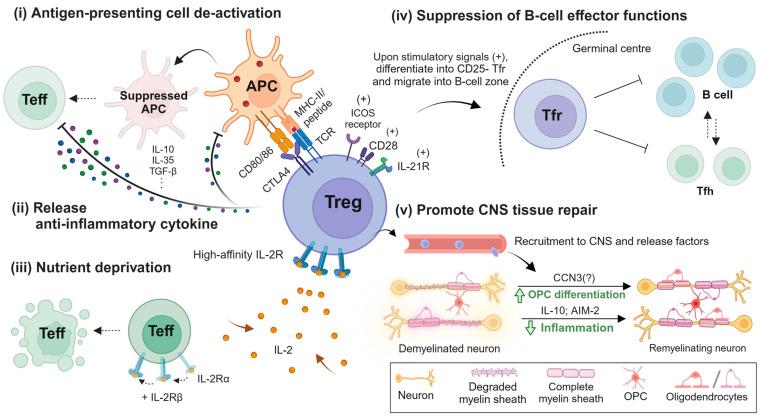 https://cdn.ncbi.nlm.nih.gov/pmc/blobs/e57a/11119434/dcdb1c56e600/cells-13-00797-g001.jpg