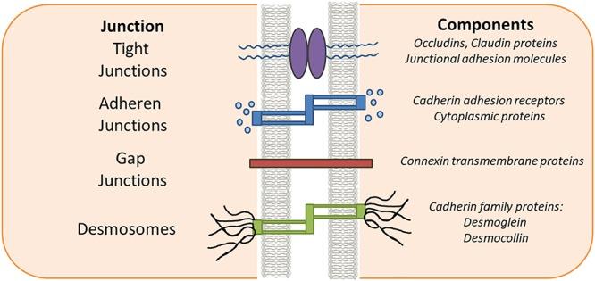 https://cdn.ncbi.nlm.nih.gov/pmc/blobs/e57c/6351700/b3399f506308/fphys-09-01942-g001.jpg