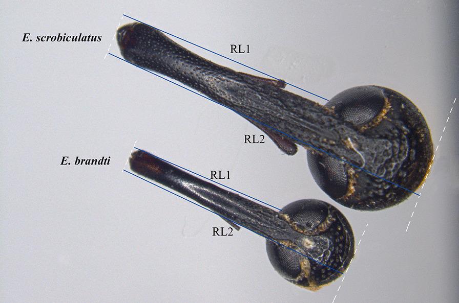 https://cdn.ncbi.nlm.nih.gov/pmc/blobs/e57c/8161989/a51a4582ffe2/12862_2021_1824_Fig1_HTML.jpg