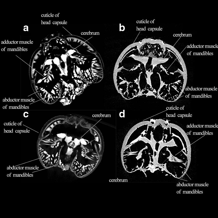https://cdn.ncbi.nlm.nih.gov/pmc/blobs/e57c/8161989/dec6126f6a1f/12862_2021_1824_Fig5_HTML.jpg