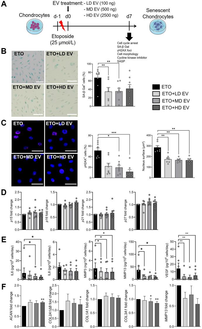 https://cdn.ncbi.nlm.nih.gov/pmc/blobs/e582/11719114/583b9f0bb0a1/aging-16-206158-g003.jpg