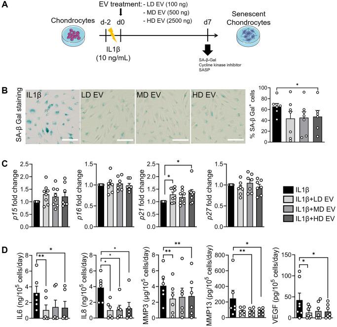 https://cdn.ncbi.nlm.nih.gov/pmc/blobs/e582/11719114/941f3cb35a7e/aging-16-206158-g005.jpg