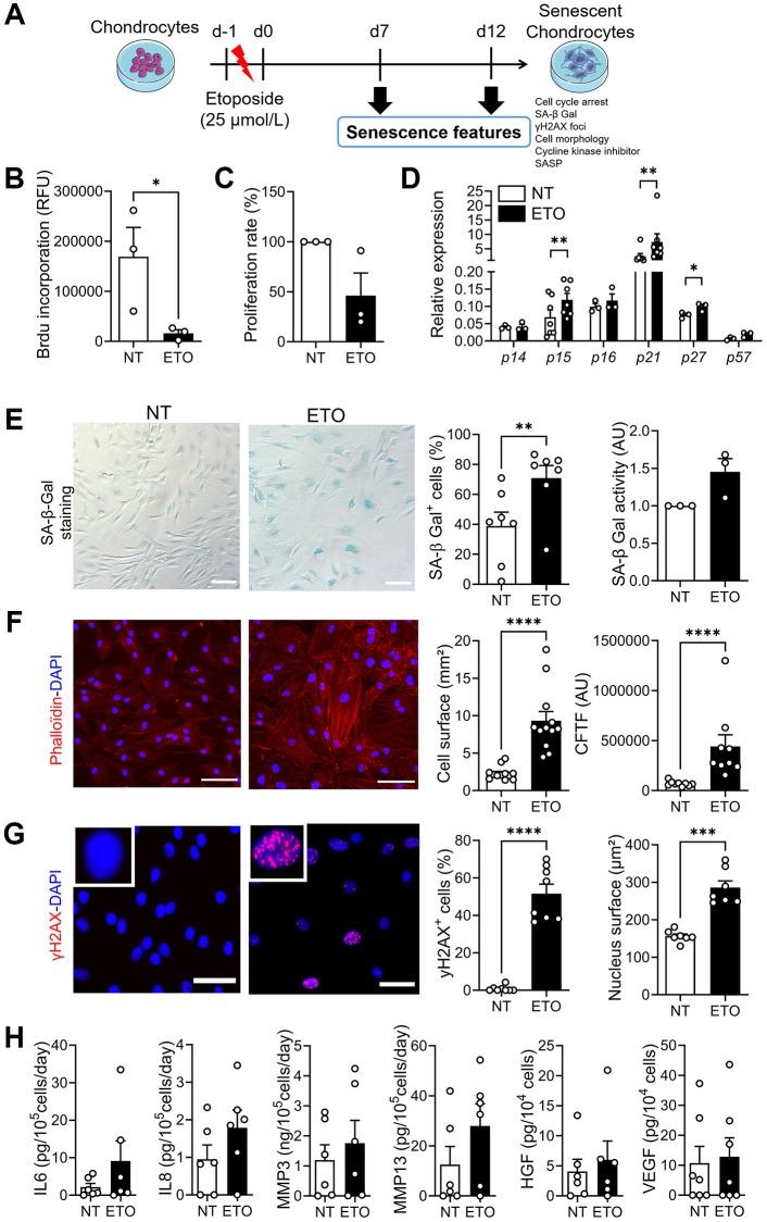 https://cdn.ncbi.nlm.nih.gov/pmc/blobs/e582/11719114/d95c971451e5/aging-16-206158-g001.jpg