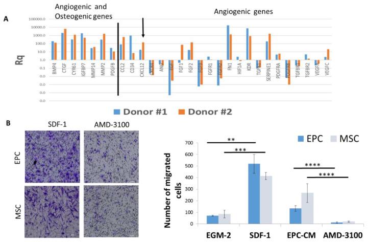 https://cdn.ncbi.nlm.nih.gov/pmc/blobs/e582/7349013/e919ff15ab80/cells-09-01325-g005.jpg