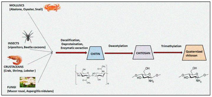 https://cdn.ncbi.nlm.nih.gov/pmc/blobs/e583/8347635/2100041edfc4/polymers-13-02514-g001.jpg