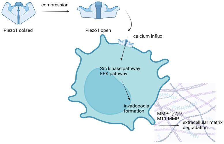 https://cdn.ncbi.nlm.nih.gov/pmc/blobs/e589/9965697/6bb895600ac3/membranes-13-00167-g002.jpg