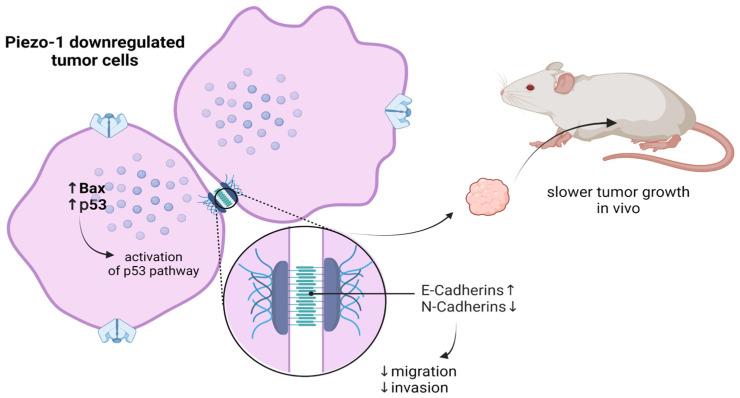https://cdn.ncbi.nlm.nih.gov/pmc/blobs/e589/9965697/dbb639ef39e9/membranes-13-00167-g003.jpg