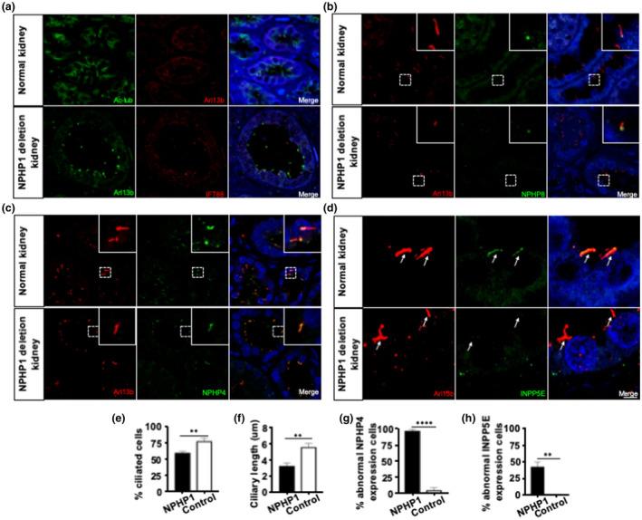 https://cdn.ncbi.nlm.nih.gov/pmc/blobs/e58f/7963418/1483a38a3a7f/MGG3-9-e1566-g002.jpg