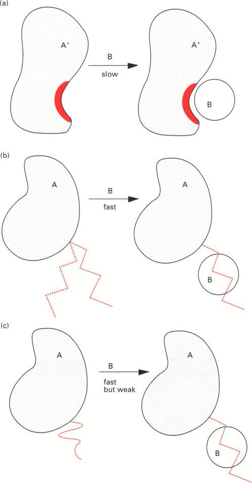https://cdn.ncbi.nlm.nih.gov/pmc/blobs/e593/1137821/2d4d0c23b5ed/biochemj00095-0012-a.jpg