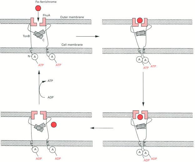 https://cdn.ncbi.nlm.nih.gov/pmc/blobs/e593/1137821/788d4591ba04/biochemj00095-0013-a.jpg