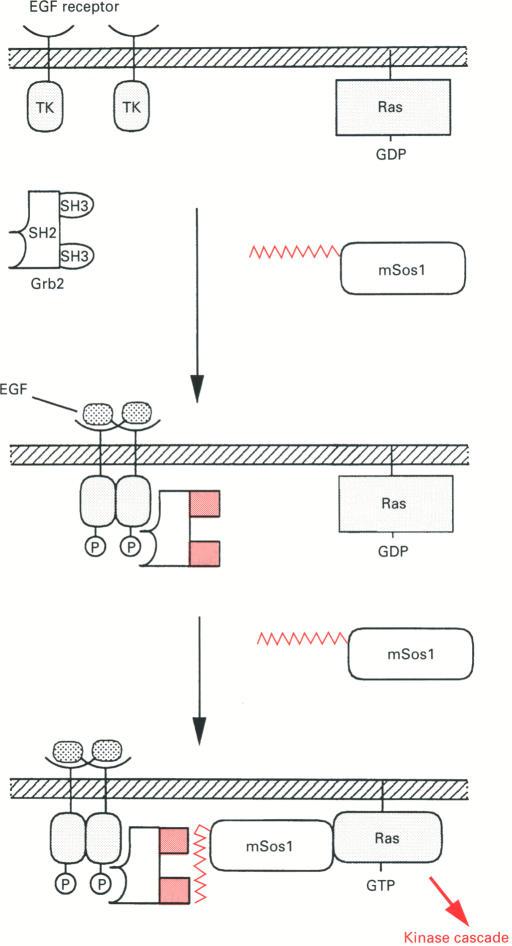 https://cdn.ncbi.nlm.nih.gov/pmc/blobs/e593/1137821/e697a2c00625/biochemj00095-0016-a.jpg