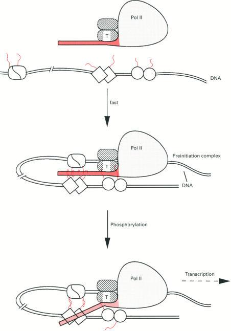 https://cdn.ncbi.nlm.nih.gov/pmc/blobs/e593/1137821/eadaa72c3d7b/biochemj00095-0015-a.jpg