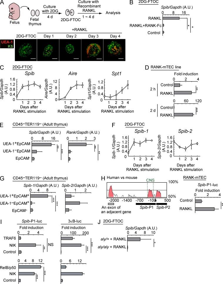 https://cdn.ncbi.nlm.nih.gov/pmc/blobs/e594/4235644/7213ebf4a801/JEM_20141207_Fig1.jpg
