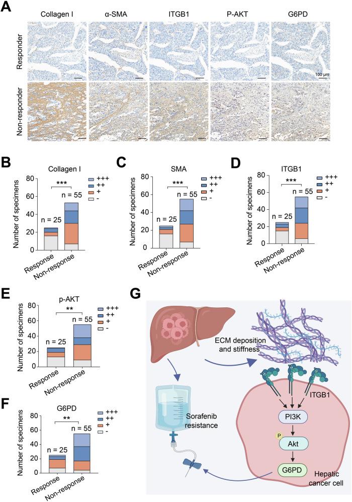 https://cdn.ncbi.nlm.nih.gov/pmc/blobs/e597/12277399/30846541f24f/41419_2025_7842_Fig7_HTML.jpg