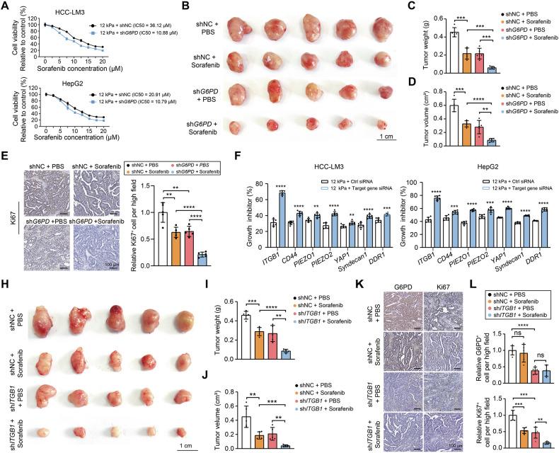 https://cdn.ncbi.nlm.nih.gov/pmc/blobs/e597/12277399/89c216989965/41419_2025_7842_Fig5_HTML.jpg